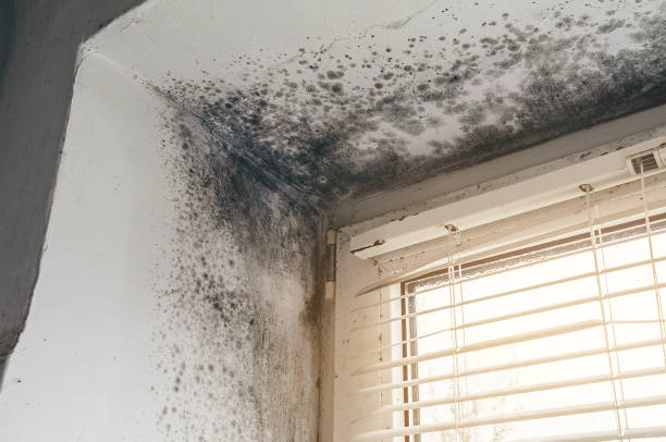 Affordable Basement Mold Removal solutions in Cedar Park, TX