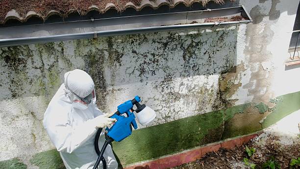 Top rated local Basement Mold Removal specialists in Cedar Park, TX